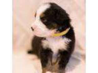 Bernese Mountain Dog Puppy for sale in Columbus, GA, USA