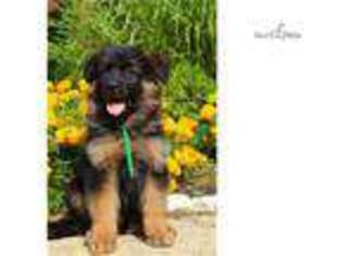 German Shepherd Dog Puppy for sale in Dayton, OH, USA