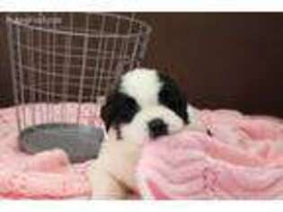 Saint Bernard Puppy for sale in Osakis, MN, USA