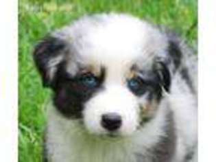Australian Shepherd Puppy for sale in Braxton, MS, USA