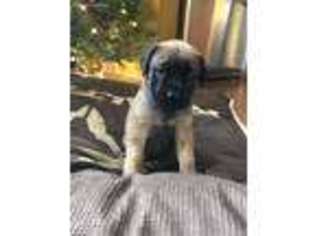 Mastiff Puppy for sale in Blaine, WA, USA