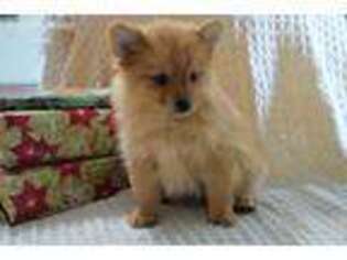 Pomeranian Puppy for sale in Riceville, IA, USA