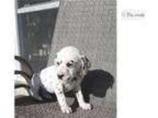 Dalmatian Puppy for sale in Fort Wayne, IN, USA