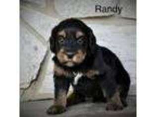 Labradoodle Puppy for sale in Wake Forest, NC, USA