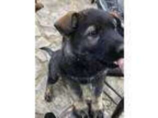 German Shepherd Dog Puppy for sale in Granbury, TX, USA