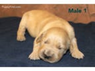Golden Retriever Puppy for sale in Crane, MO, USA