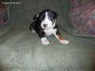 Rat Terrier Puppy for sale in Shelbyville, MI, USA
