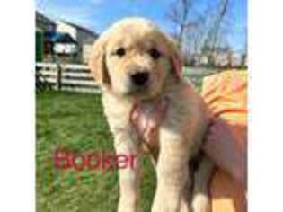 Golden Retriever Puppy for sale in Burlington, KY, USA