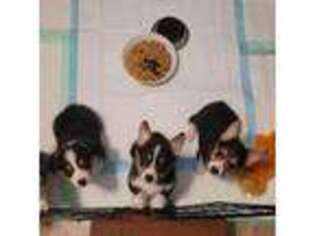 Pembroke Welsh Corgi Puppy for sale in Webster, FL, USA