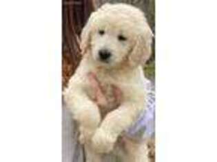 Goldendoodle Puppy for sale in Jasper, GA, USA
