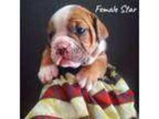 Olde English Bulldogge Puppy for sale in Rindge, NH, USA