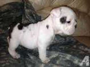 Bulldog Puppy for sale in TEMPLE, TX, USA