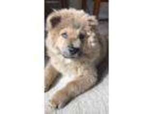 Chow Chow Puppy for sale in Tigard, OR, USA
