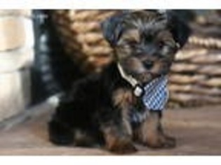 Yorkshire Terrier Puppy for sale in Solgohachia, AR, USA