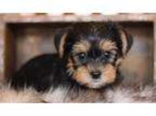 Yorkshire Terrier Puppy for sale in Washburn, MO, USA