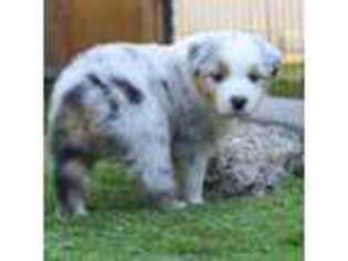 Australian Shepherd Puppy for sale in Lakewood, CA, USA