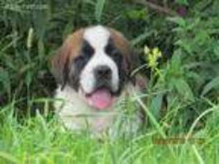 Saint Bernard Puppy for sale in Wooster, OH, USA