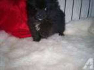 Pomeranian Puppy for sale in DEFIANCE, OH, USA