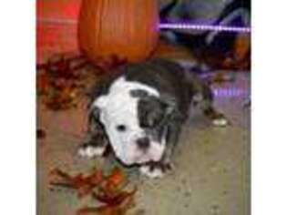 Bulldog Puppy for sale in Niles, MI, USA