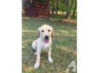 Labrador Retriever Puppy for sale in EASLEY, SC, USA
