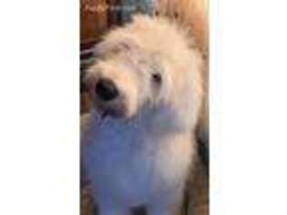 Old English Sheepdog Puppy for sale in Blanchard, OK, USA