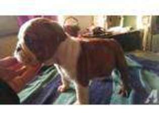 Bulldog Puppy for sale in SILVANA, WA, USA