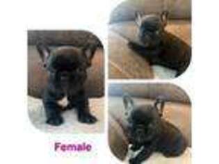 French Bulldog Puppy for sale in Cold Spring, MN, USA