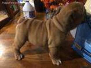 Bulldog Puppy for sale in Croswell, MI, USA