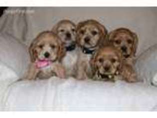 Cocker Spaniel Puppy for sale in Glenmont, OH, USA