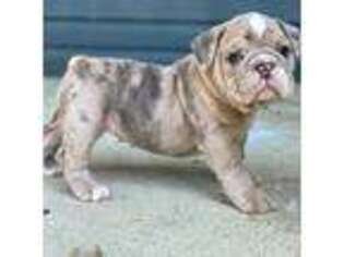 Olde English Bulldogge Puppy for sale in Pickerington, OH, USA