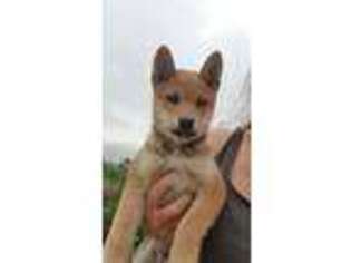 Shiba Inu Puppy for sale in Akron, CO, USA