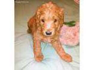 Goldendoodle Puppy for sale in Pahrump, NV, USA