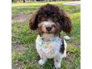 Havanese Puppy for sale in Spring Hill, FL, USA