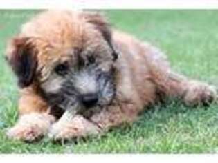 Soft Coated Wheaten Terrier Puppy for sale in Melrose Park, IL, USA