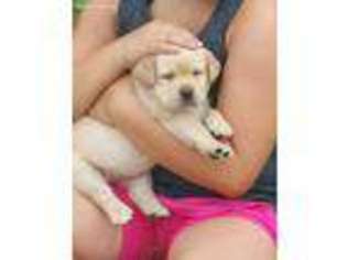 Labrador Retriever Puppy for sale in Wadena, MN, USA