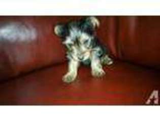 Yorkshire Terrier Puppy for sale in OXNARD, CA, USA