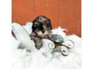 Mutt Puppy for sale in Manhattan, KS, USA