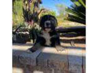 Bernese Mountain Dog Puppy for sale in Wickenburg, AZ, USA