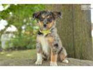 Australian Shepherd Puppy for sale in Cleveland, OH, USA