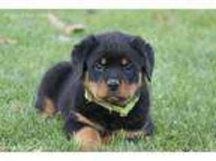 Rottweiler Puppy for sale in Middleburg, PA, USA