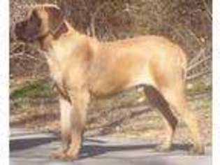 Mastiff Puppy for sale in Canton, NC, USA