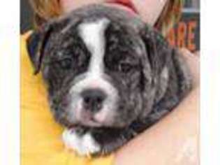 Olde English Bulldogge Puppy for sale in GRAND RAPIDS, MI, USA