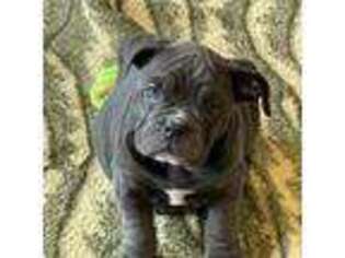 Valley Bulldog Puppy for sale in Johnson, VT, USA