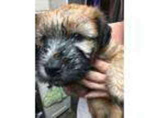 Soft Coated Wheaten Terrier Puppy for sale in Olmstedville, NY, USA