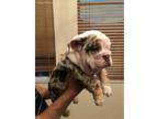 Bulldog Puppy for sale in Port Saint Lucie, FL, USA