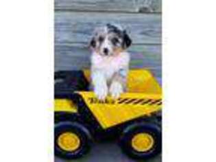 Australian Shepherd Puppy for sale in Lovington, IL, USA