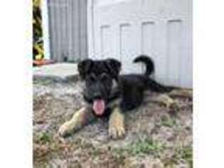 German Shepherd Dog Puppy for sale in Sumterville, FL, USA
