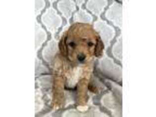 Cavapoo Puppy for sale in Ferryville, WI, USA