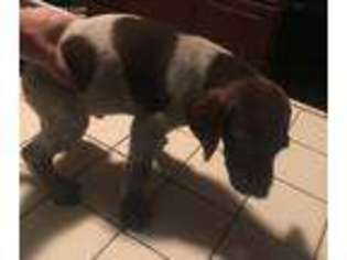 German Shorthaired Pointer Puppy for sale in Lewisburg, OH, USA