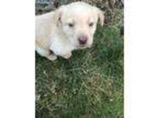 Labrador Retriever Puppy for sale in Dartmouth, MA, USA